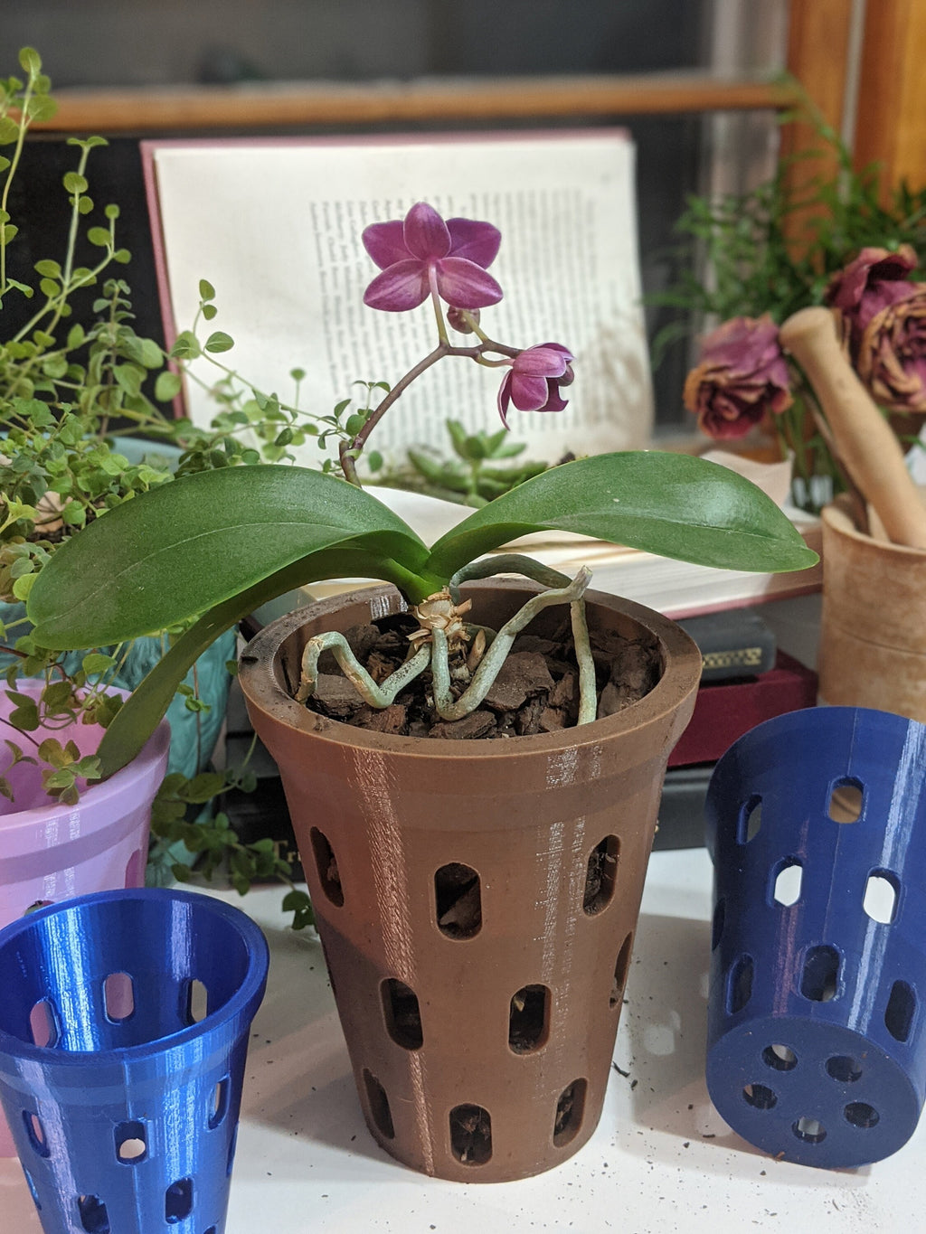 Close view of a purple orchid in a brown aerated pot with blue pots nearby