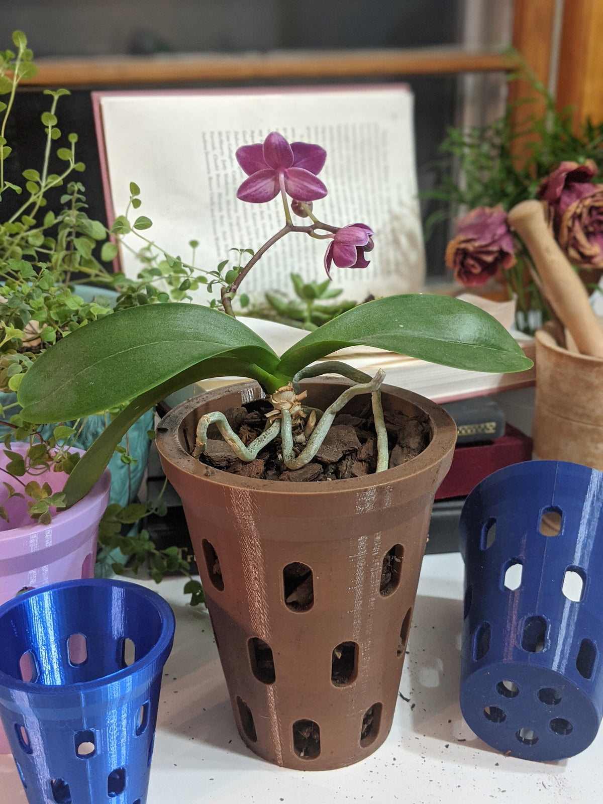 Close view of a purple orchid in a brown aerated pot with blue pots nearby