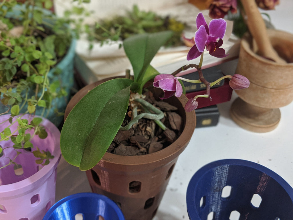 Top angled view of a purple orchid in a brown aerated pot with blue pots in the foreground