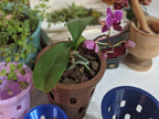 Top angled view of a purple orchid in a brown aerated pot with blue pots in the foreground