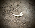 Jurassic Era Raptor Claw Replica – 3D Printed Fossil Prop for Collectors, Cosplay, and Display