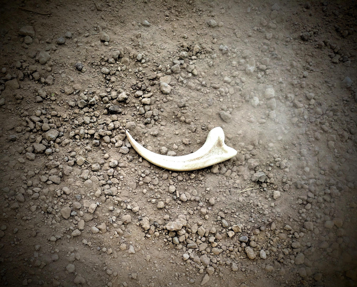 Jurassic Era Raptor Claw Replica – 3D Printed Fossil Prop for Collectors, Cosplay, and Display
