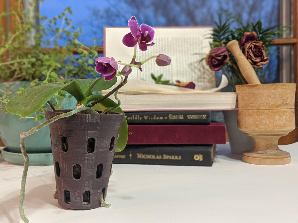 Purple orchid planted in a dark gray aerated orchid pot