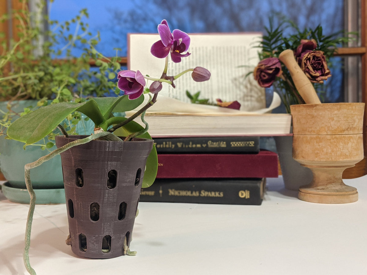 Purple orchid planted in a dark gray aerated orchid pot